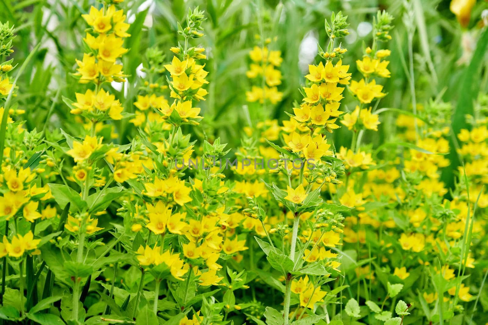 Close up of blooming yellow loosestrife in the garden by VH-studio
