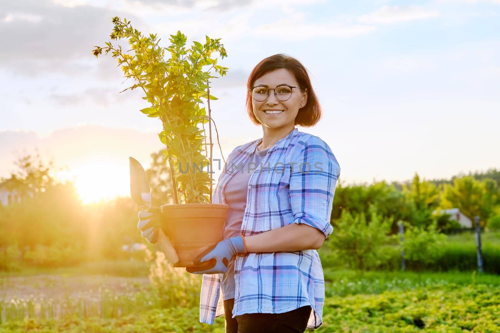 Woman gardener holding pot with flowering loosestrife plant, female in gloves and garden shovel looking at camera, sunset, nature background