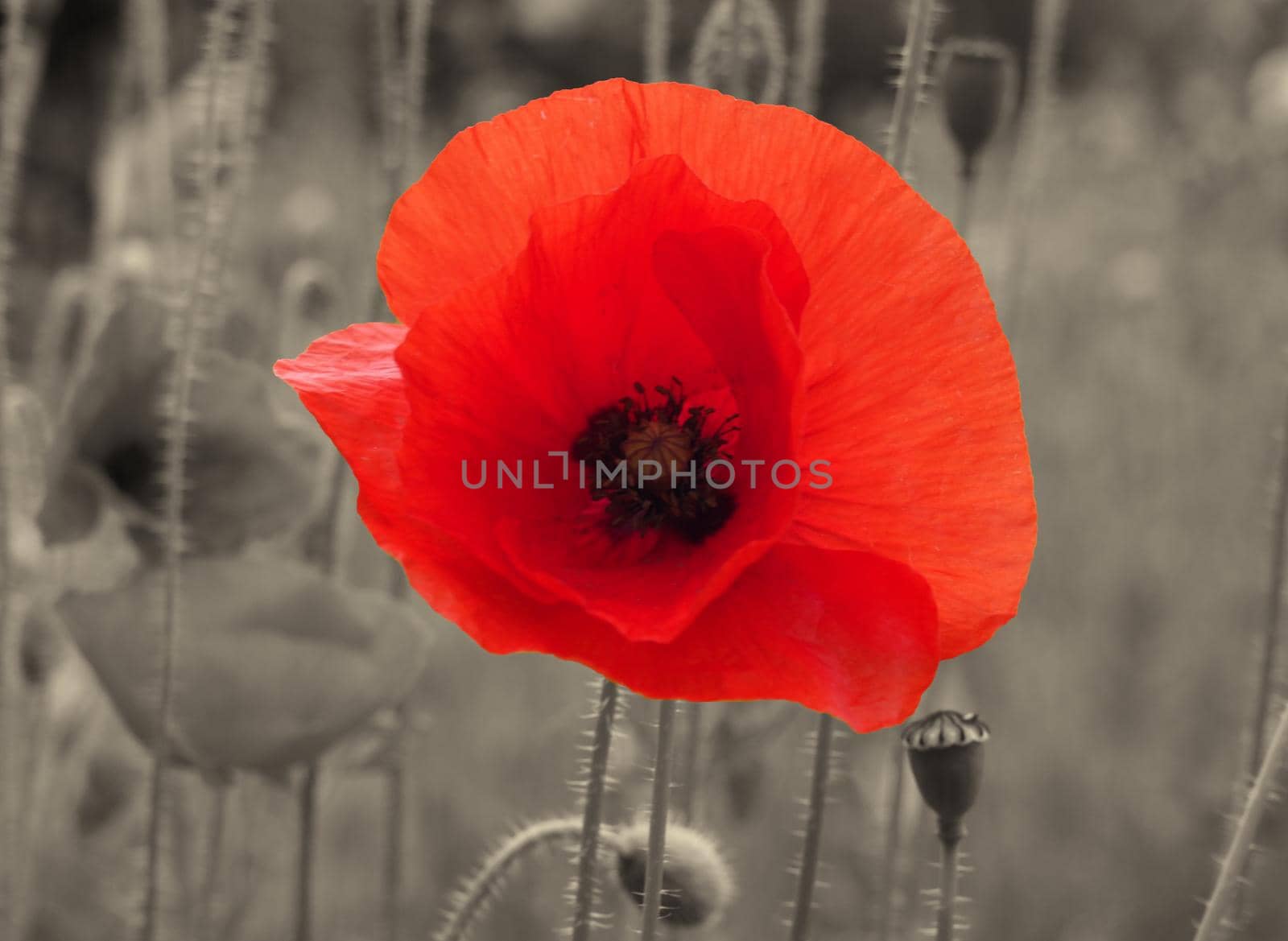 a close up of a bright red common poppy flower on a vintage sepia background - war remembrance concept