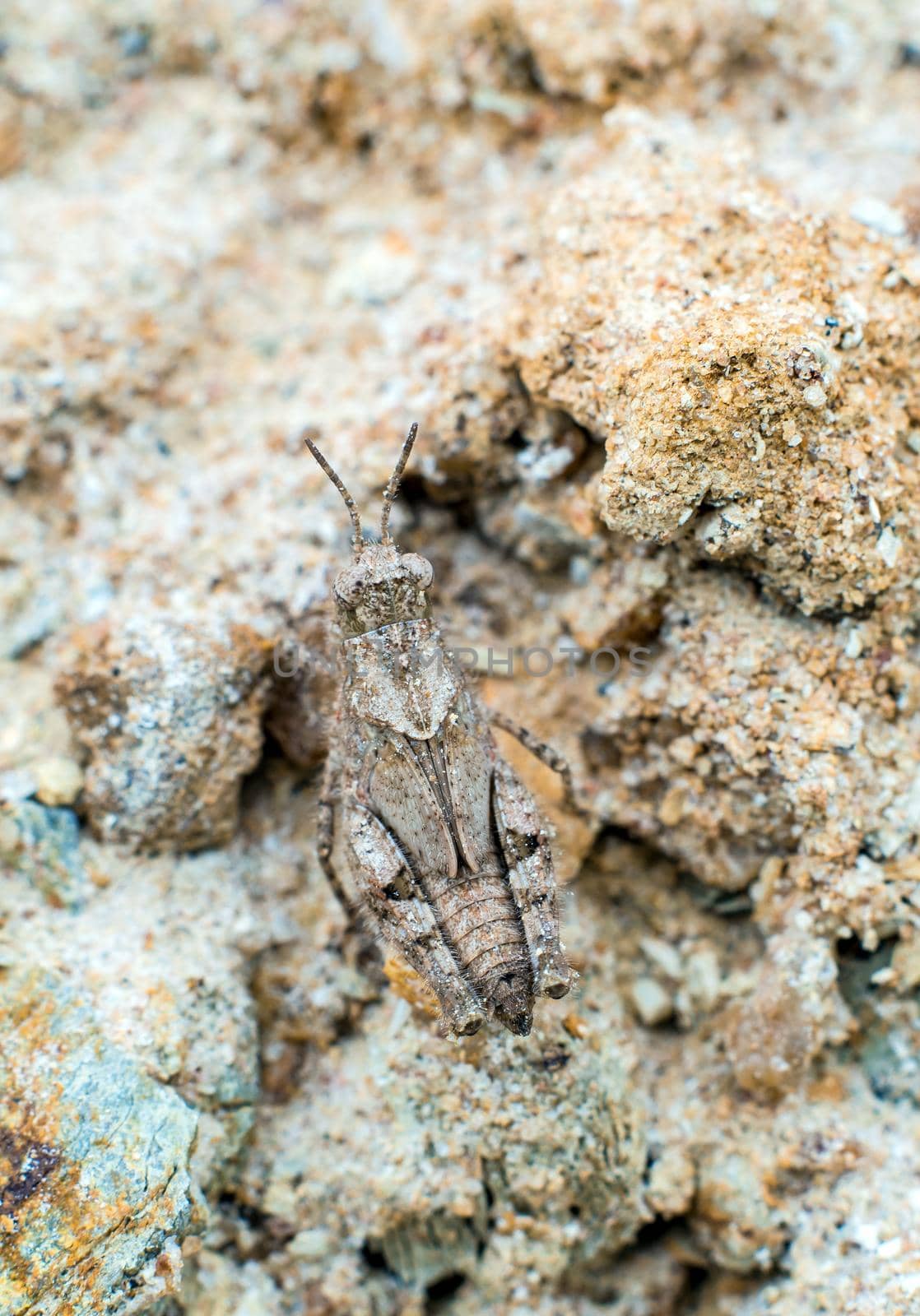 camouflage of gray grasshopper on gray ground