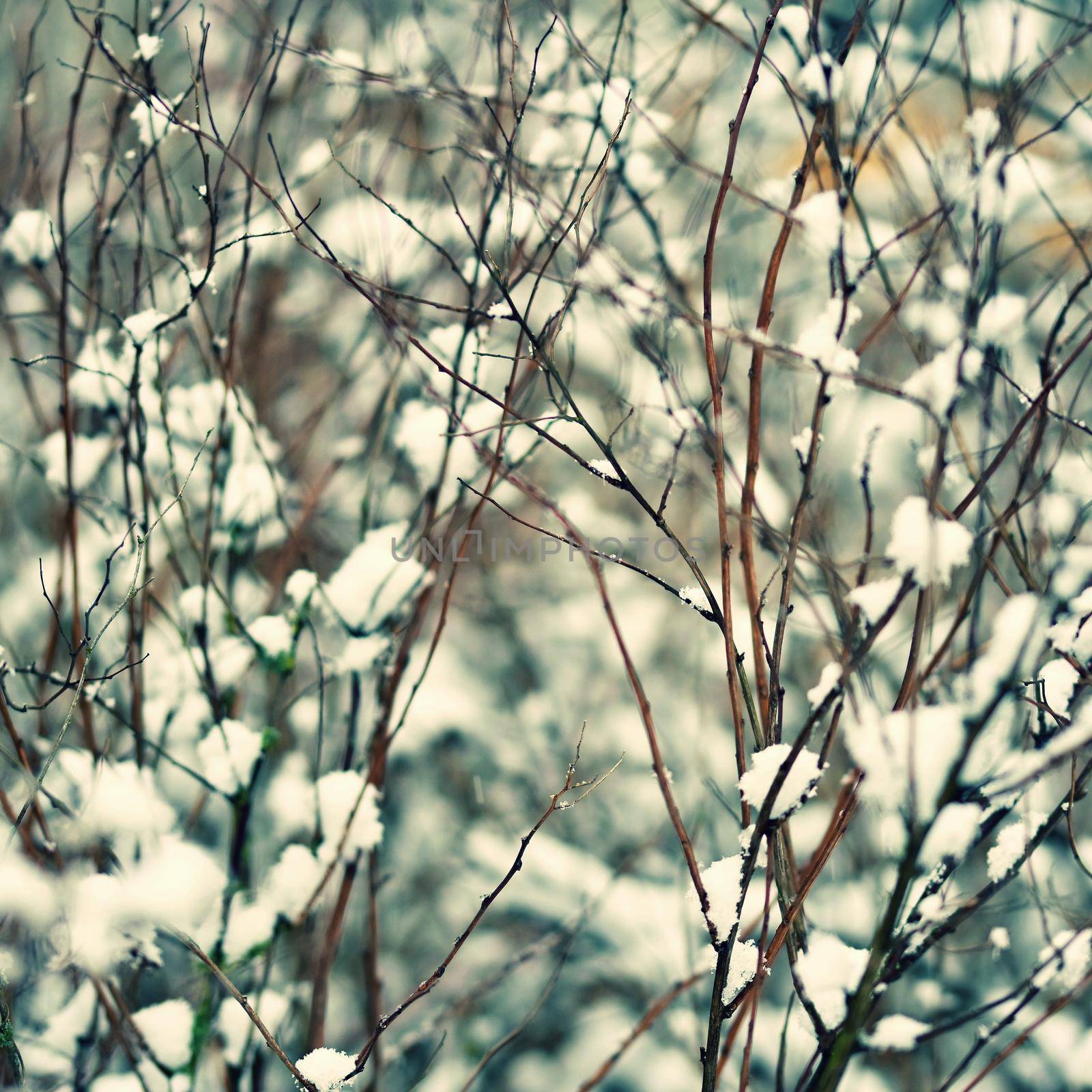 Frost and snow on branches. Beautiful winter seasonal  background. Photo of frozen nature. by Montypeter