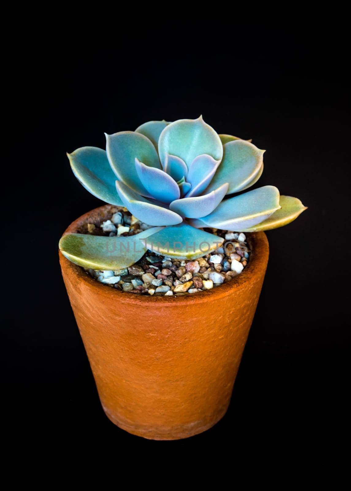 Earthenware pot and freshness leaves of Echeveria Gibbiflora in tiny light on black background, high contrast