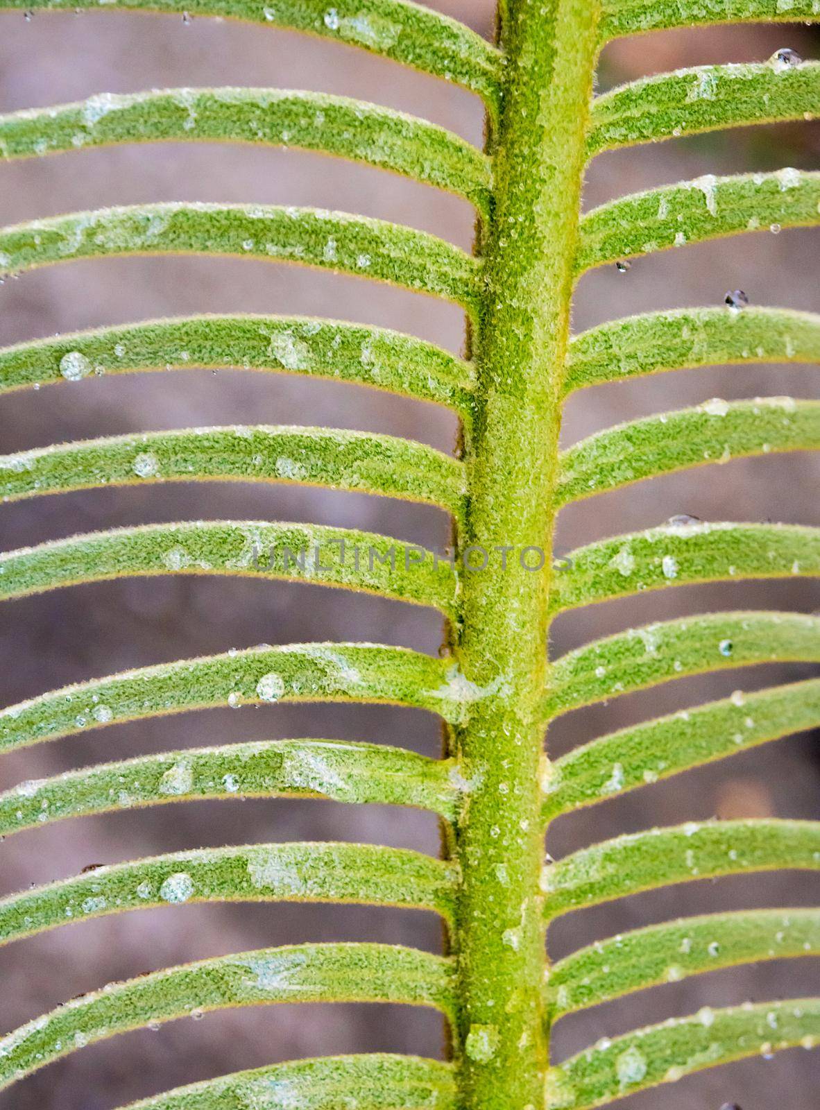 The fronds, water droplet on pinnately compound leaves of Cycas siamensis plant