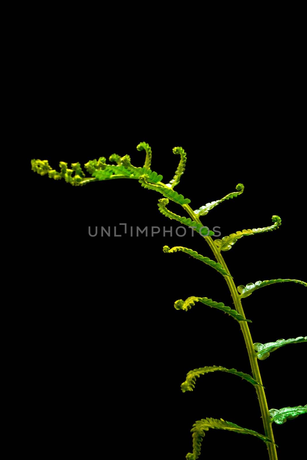 Freshness Green leaf of Fern on black background