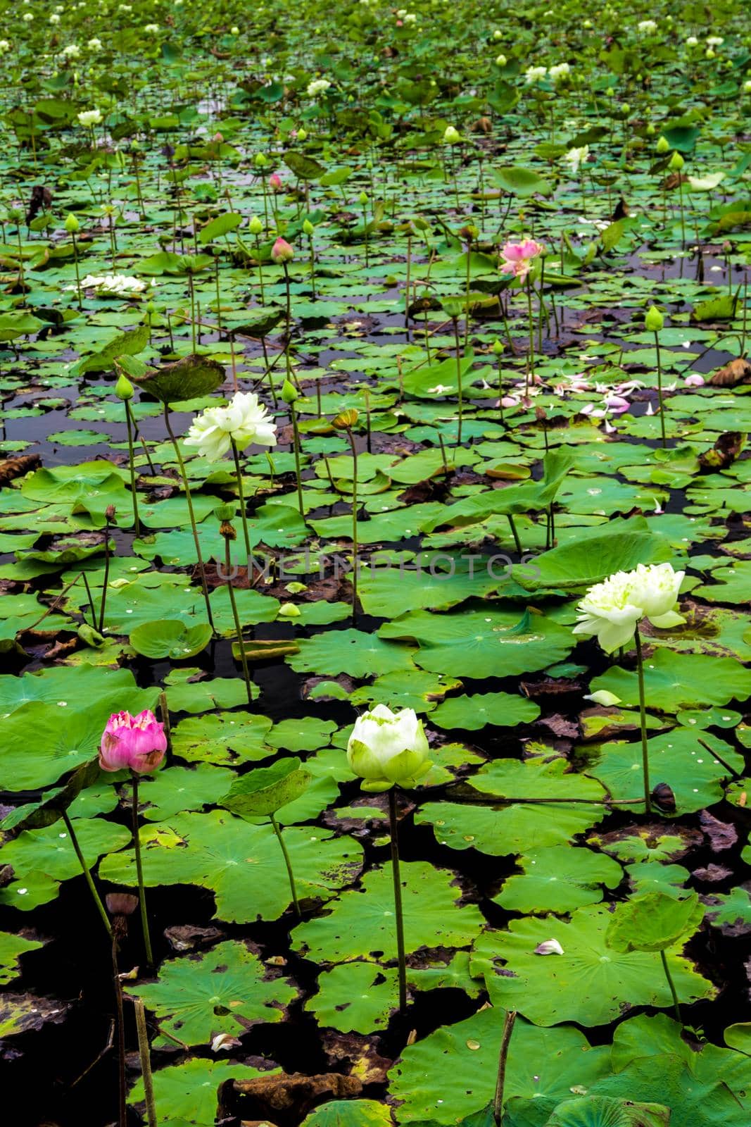 Freshness and wilted leaves in the lotus farm field