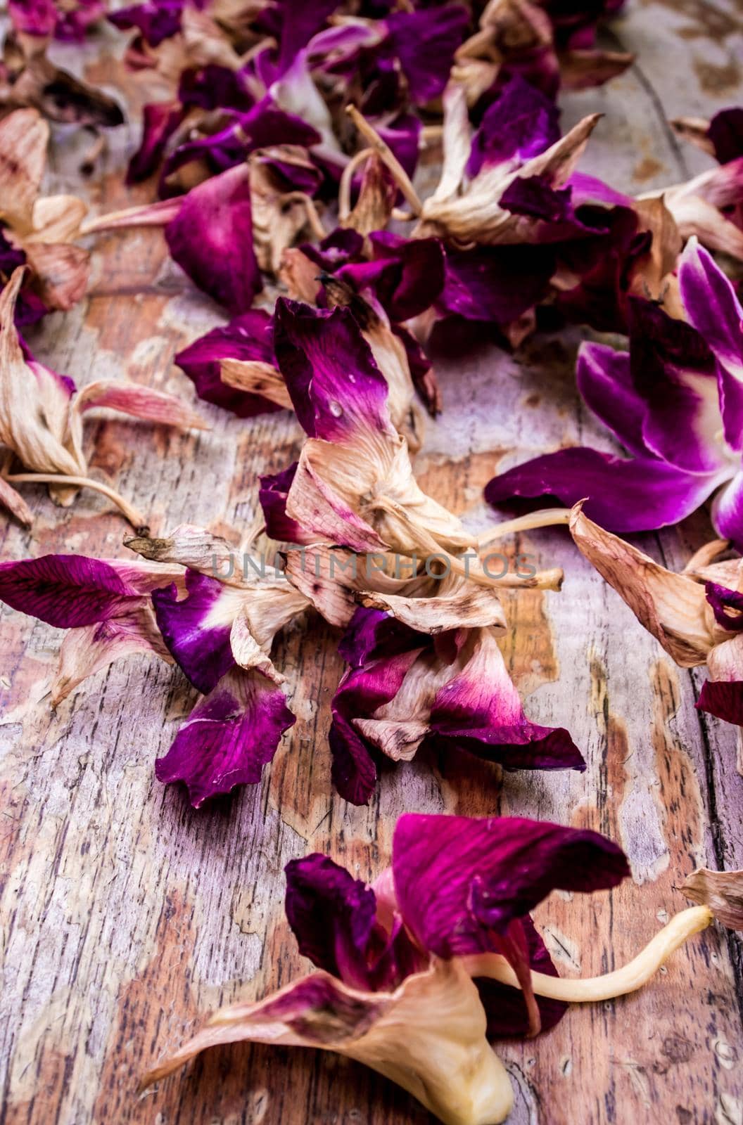 The withered orchid flower widely fall on the wooden floor by Satakorn