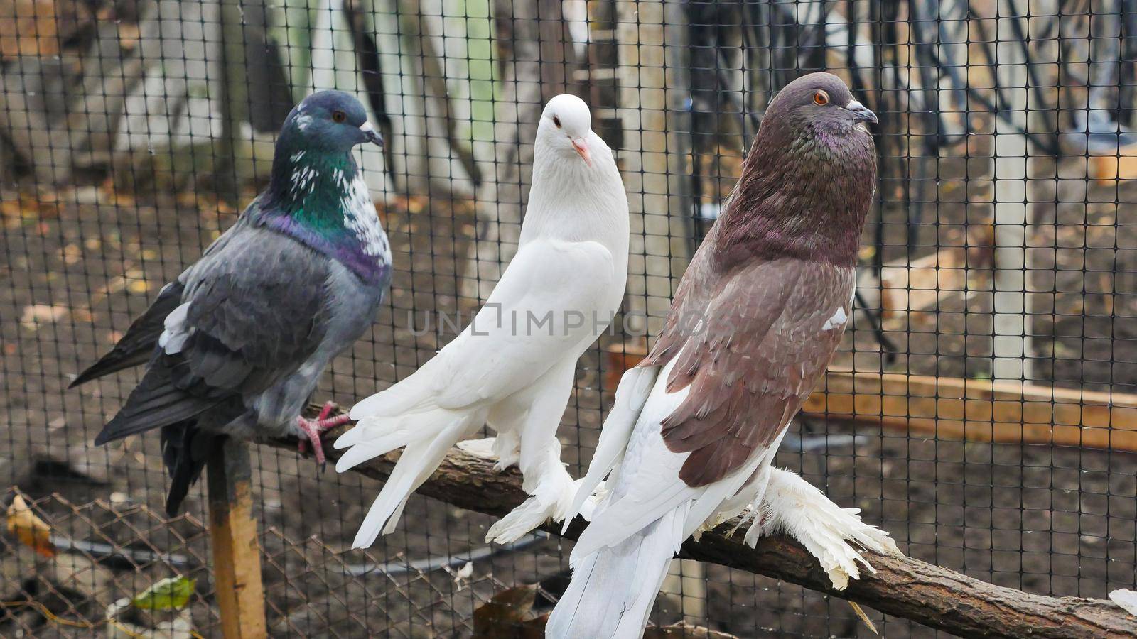 Decorative pigeons of different breeds colors with shaggy paws on a farm in a cage. Beautiful originals various types breed pigeons. Special plumage.