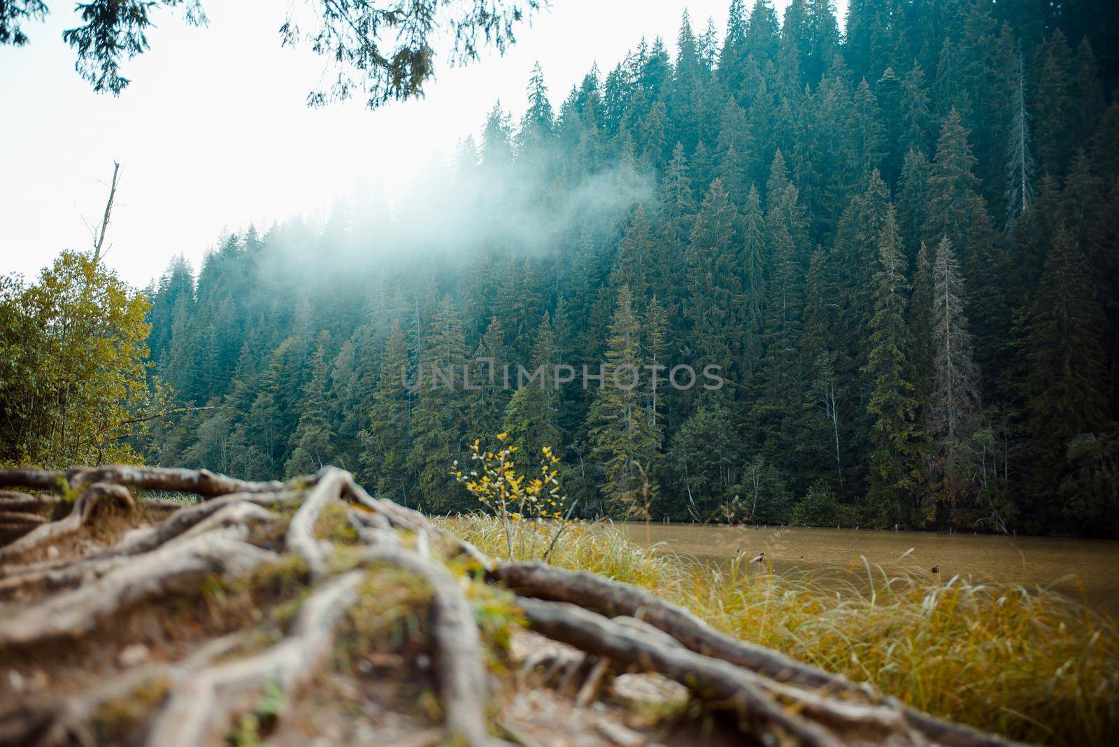 Large and many roots of an old tree. Mountain landscape. On the edge of the lake coniferous forest. Clouds among the trees and beautiful morning in the mountains.