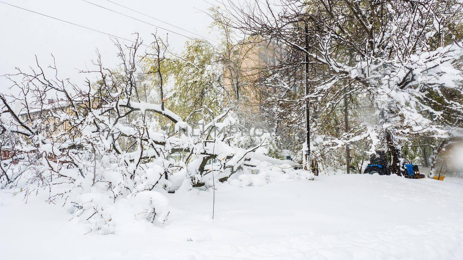 Huge tree fell after a heavy snowfall in April. Area with a temperate climate. by RecCameraStock