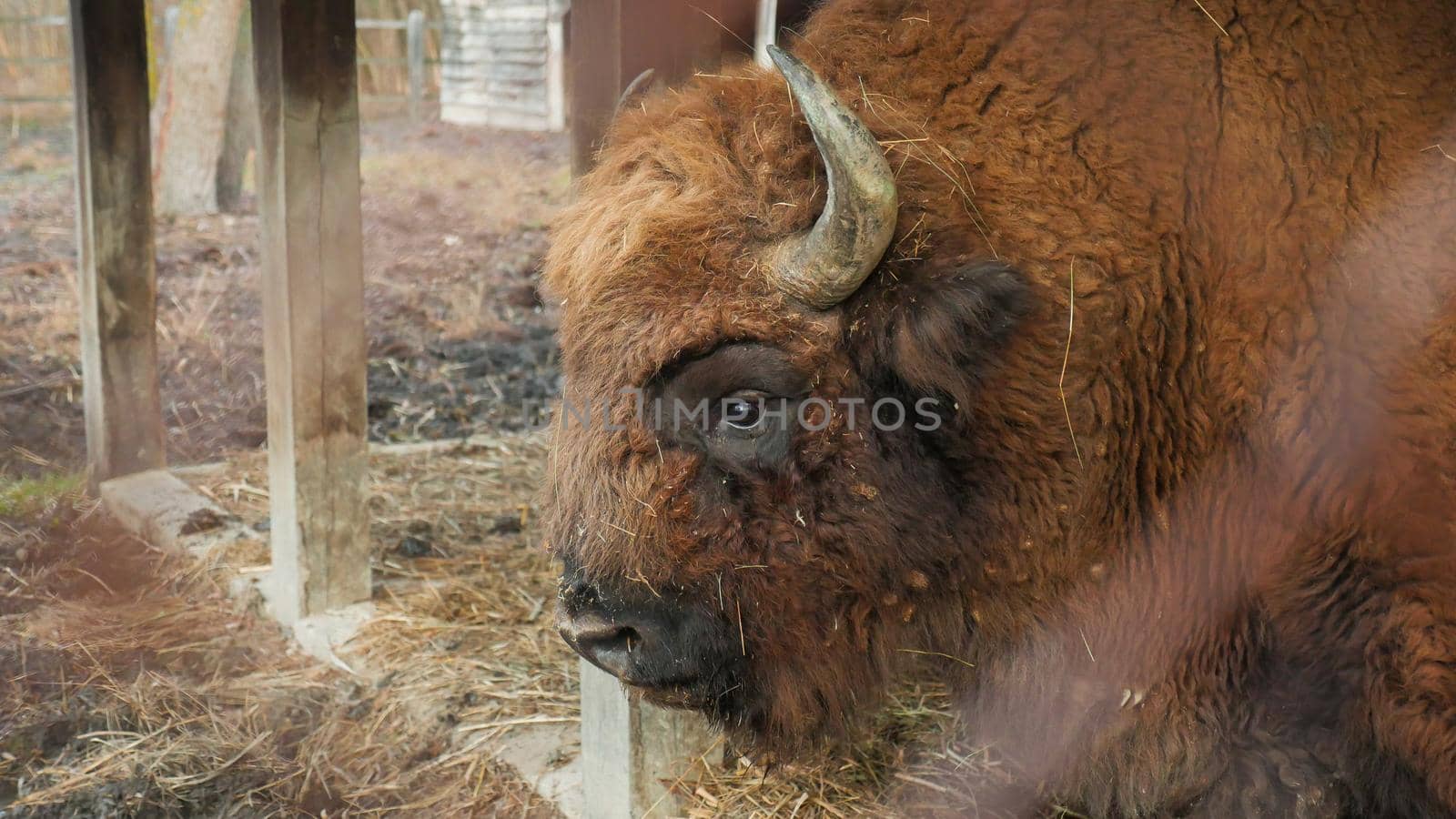 Strong male Bison resting after eating in specially arranged space, in the forest.