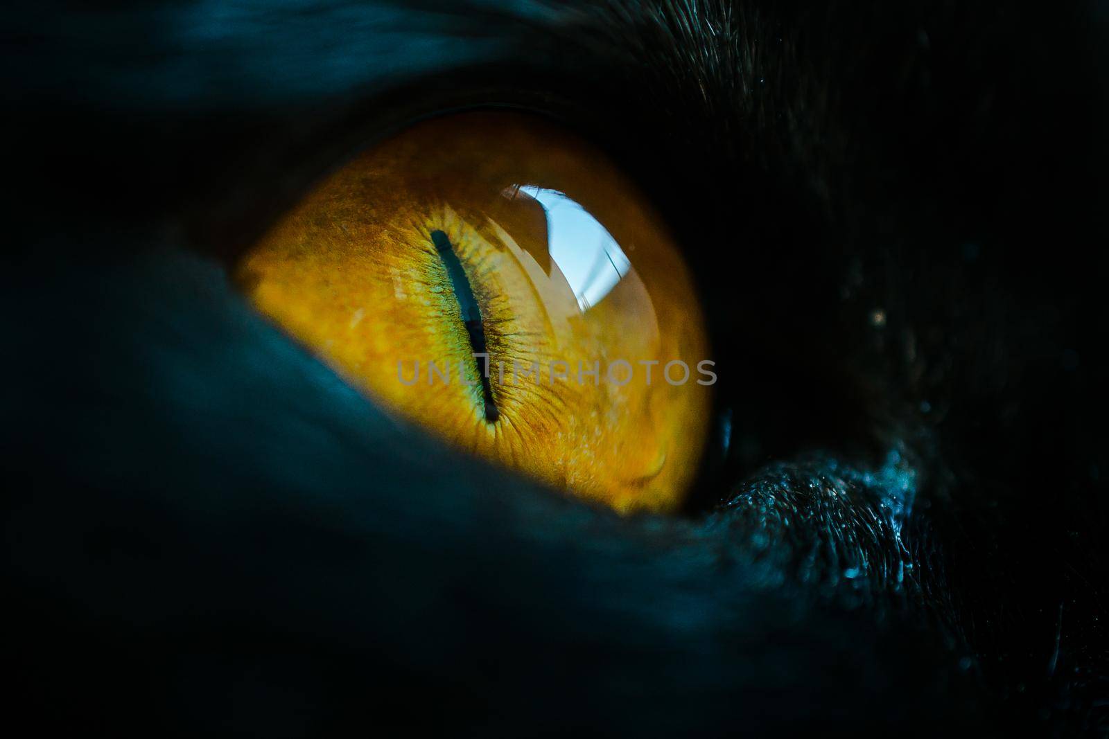 A macro close up of a piercing bright yellow cat eye of a black cat.