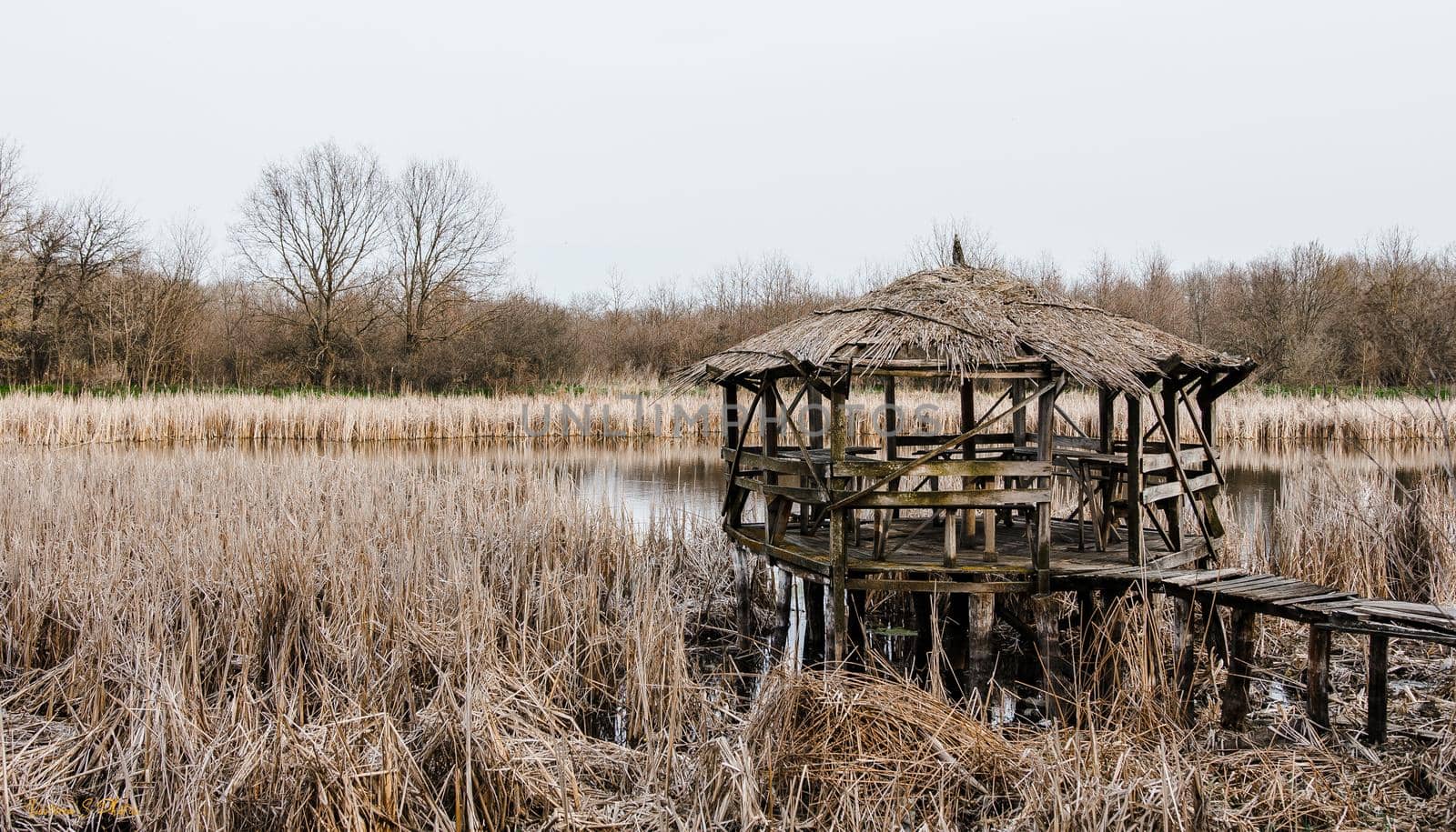 A small wooden gazebo on the reed-covered lake. by RecCameraStock