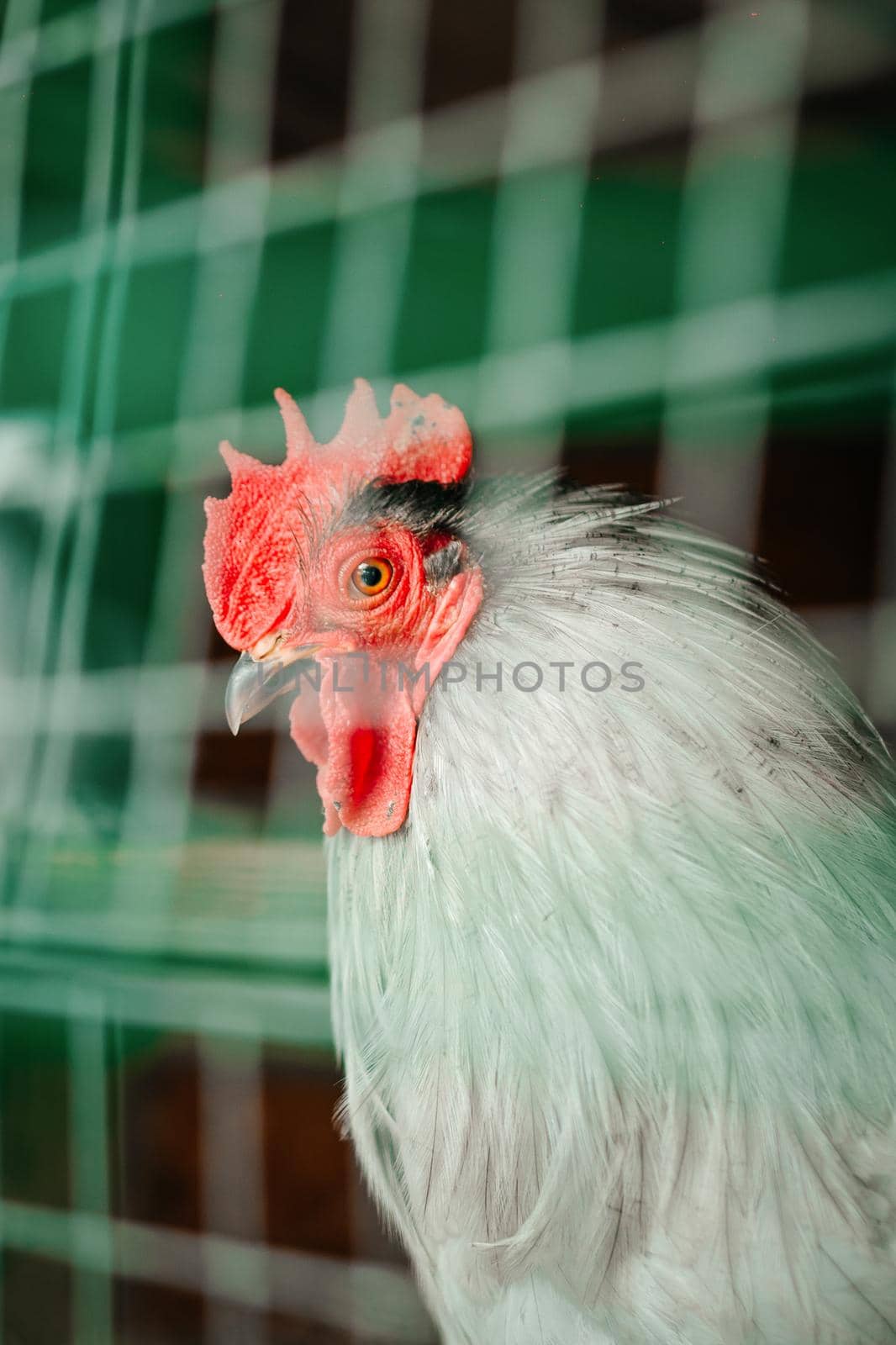 Portrait of a beautiful plumage gray cock through the cage. by RecCameraStock
