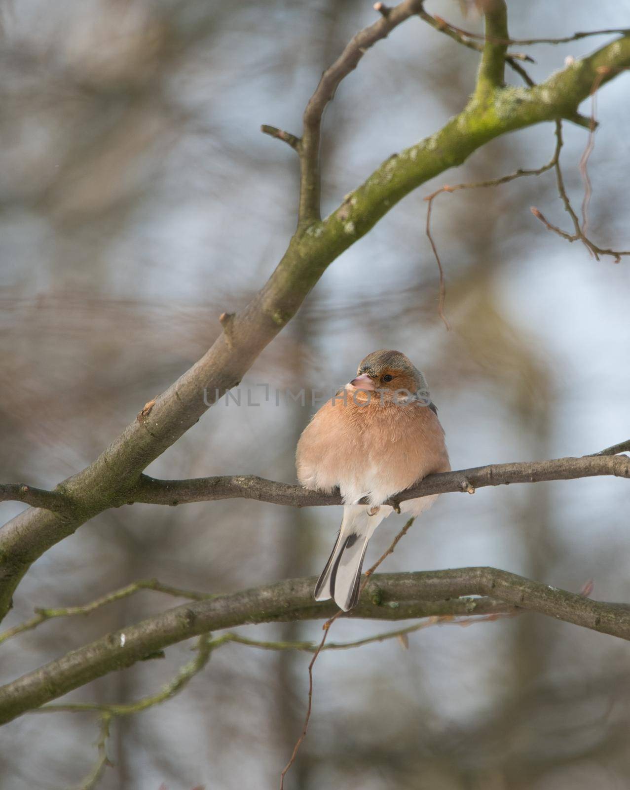 single chaffinch on a tree in the winter by Bullysoft