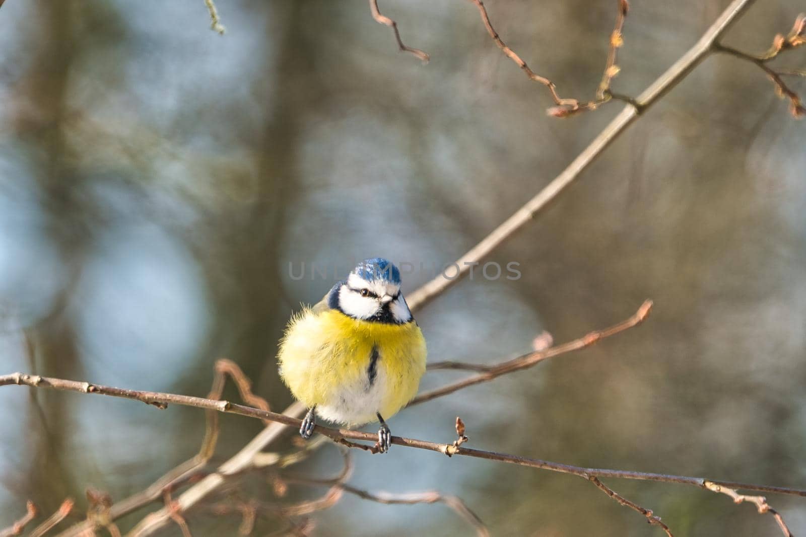 blue tit in the winter on a tree by Bullysoft