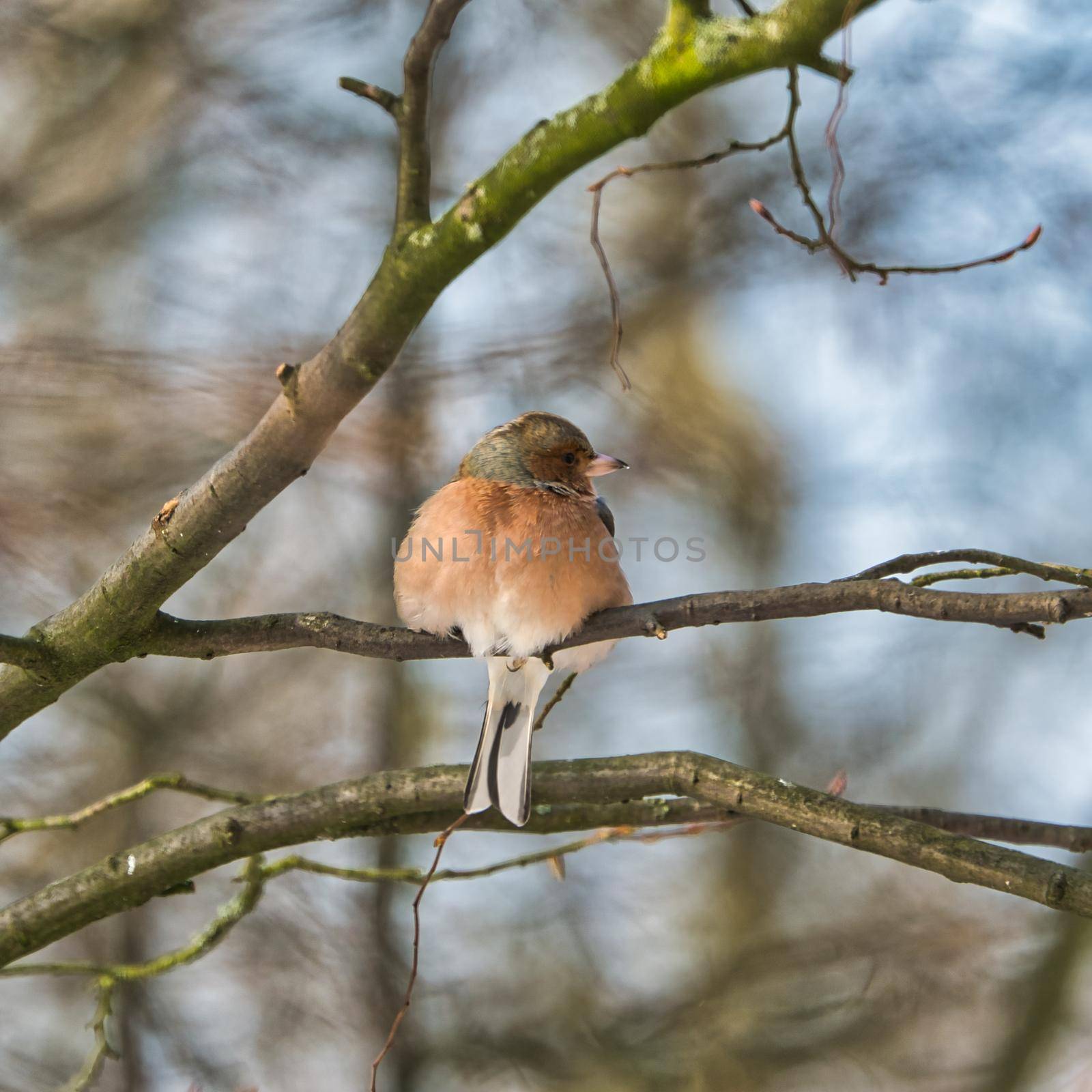 single chaffinch on a tree in the winter by Bullysoft