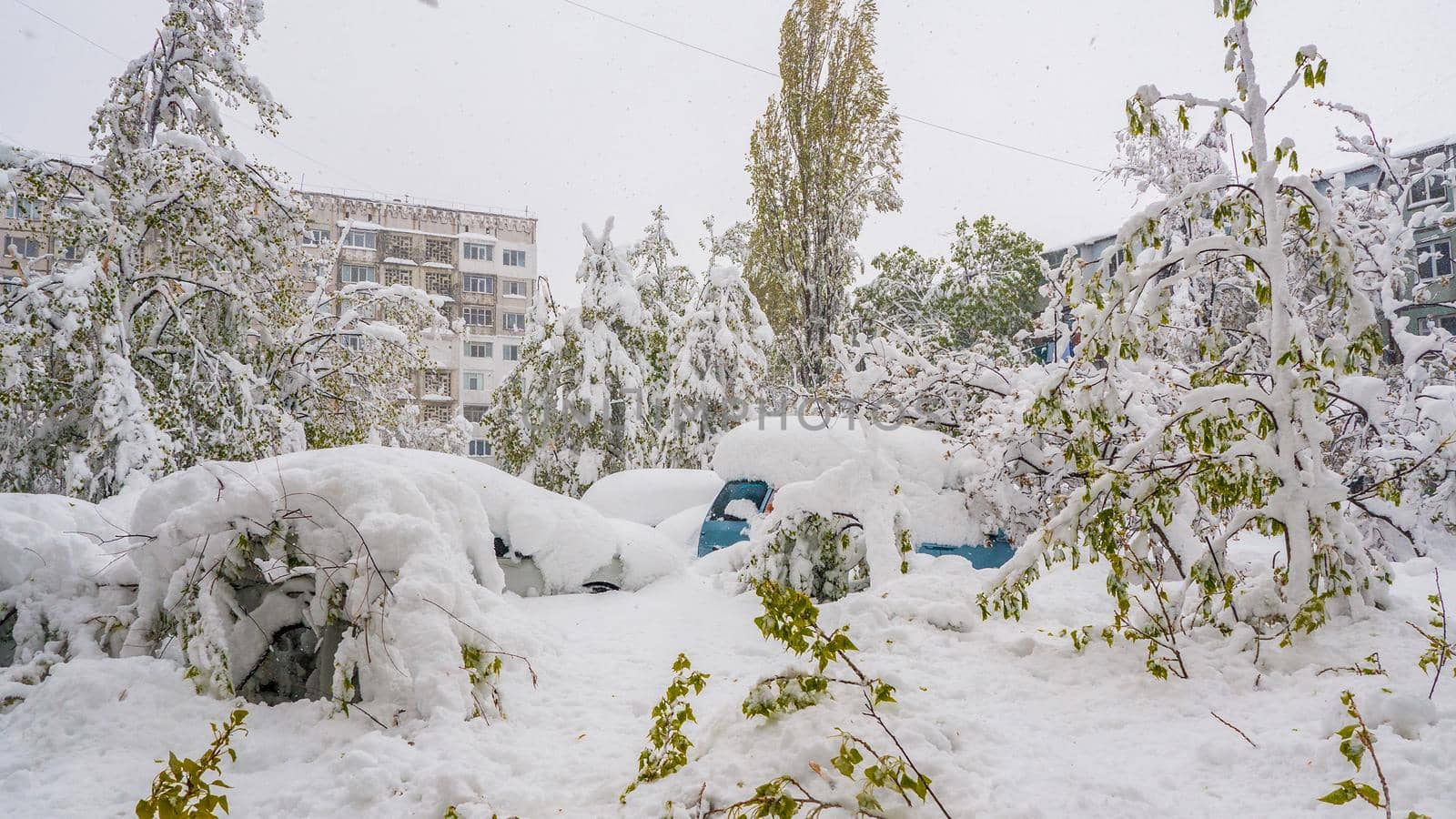 City yard with lots of snow, green leafy trees, broken and covered cars. Heavy snow in April in Chisinau, Moldova. High quality photo