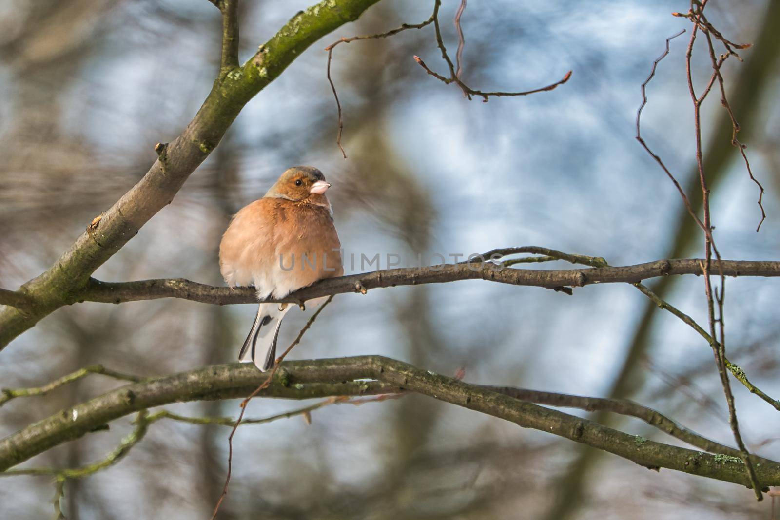 single chaffinch on a tree in the winter by Bullysoft