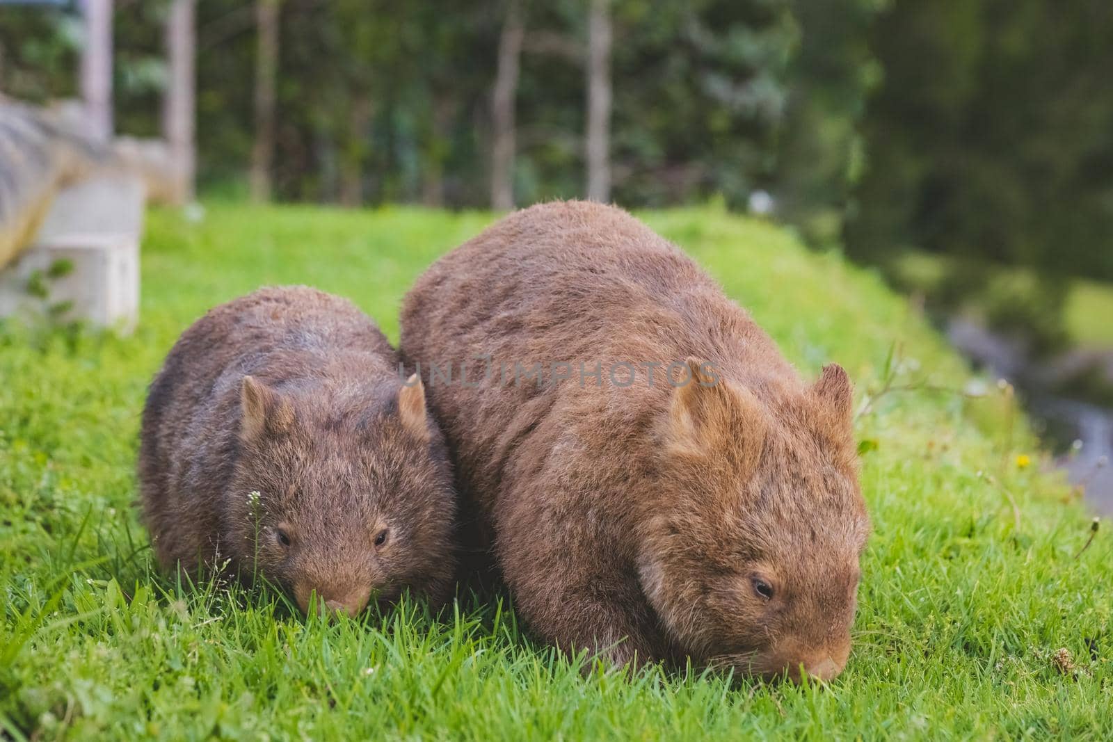 Wombat and her baby grazing on grass at Bendeela Campground. by braydenstanfordphoto