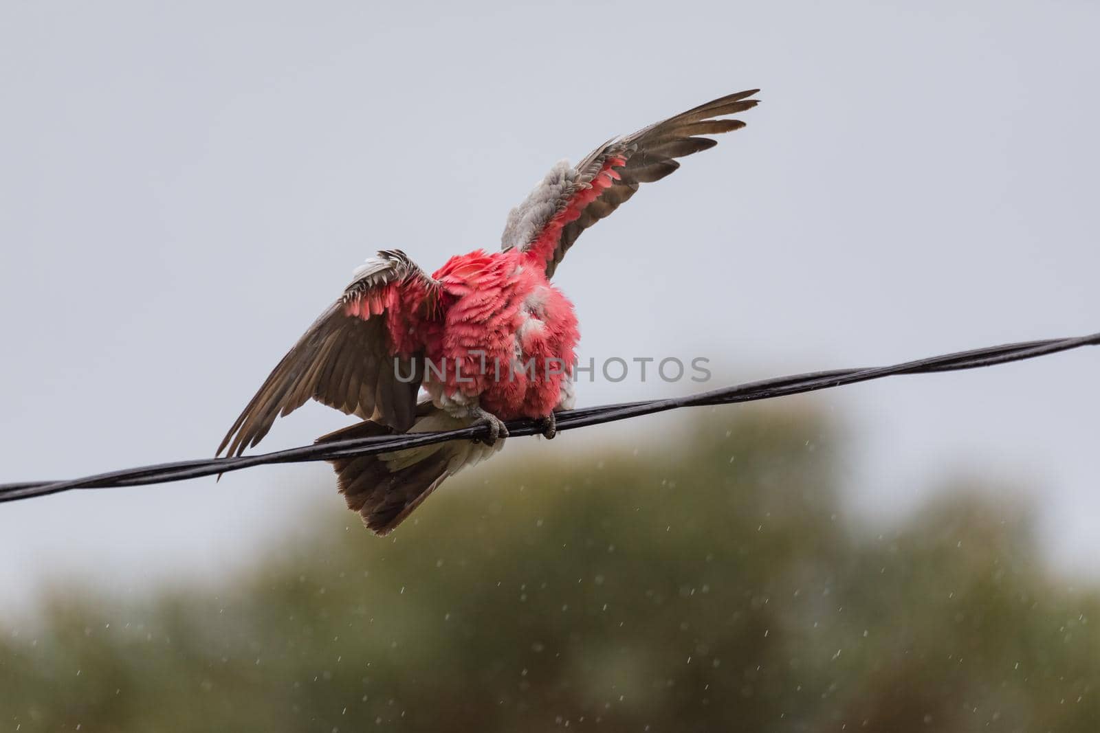 Australian Galah playing in the rain on a powerline. High quality photo