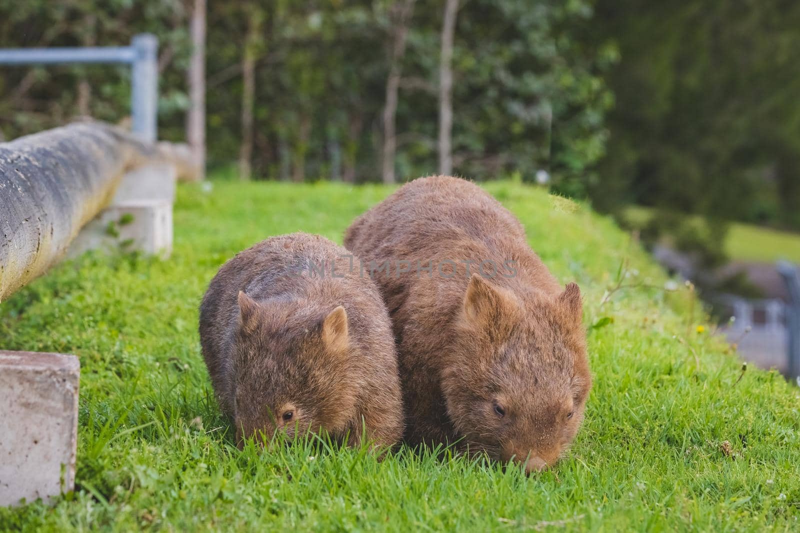Wombat and her baby grazing on grass at Bendeela Campground. High quality photo
