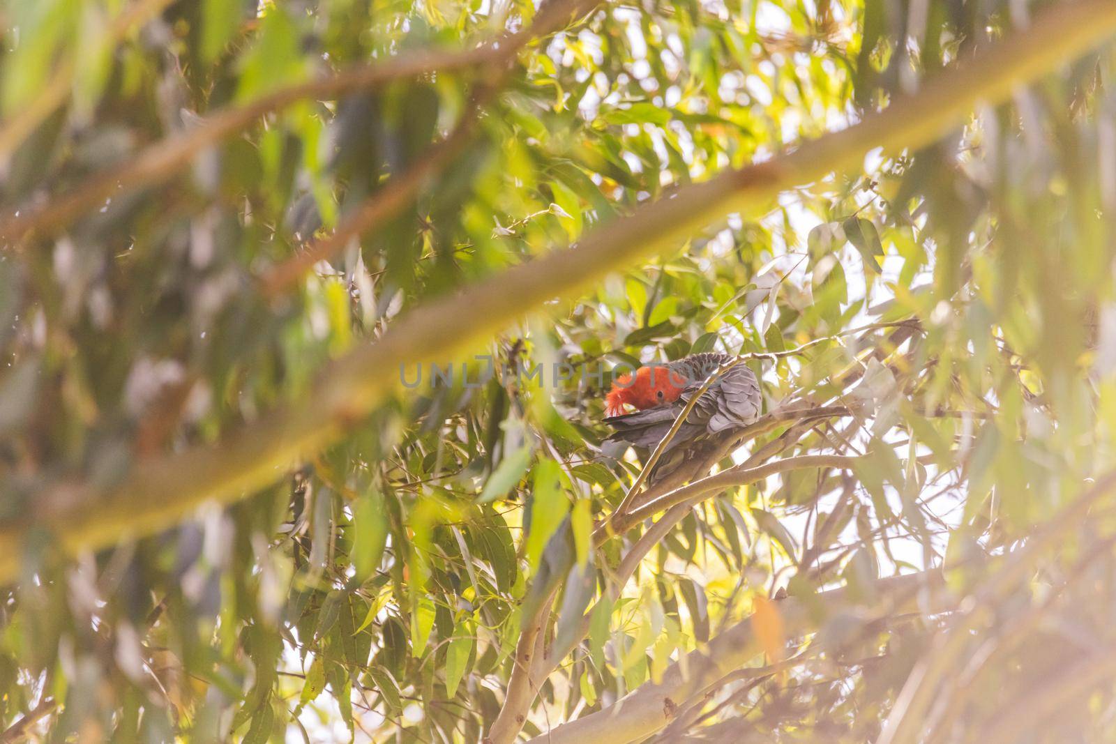 Male Gang Gang Cockatoo sitting in gum tree with leaves and branches in the background at Dalgety, NSW, Australia by braydenstanfordphoto