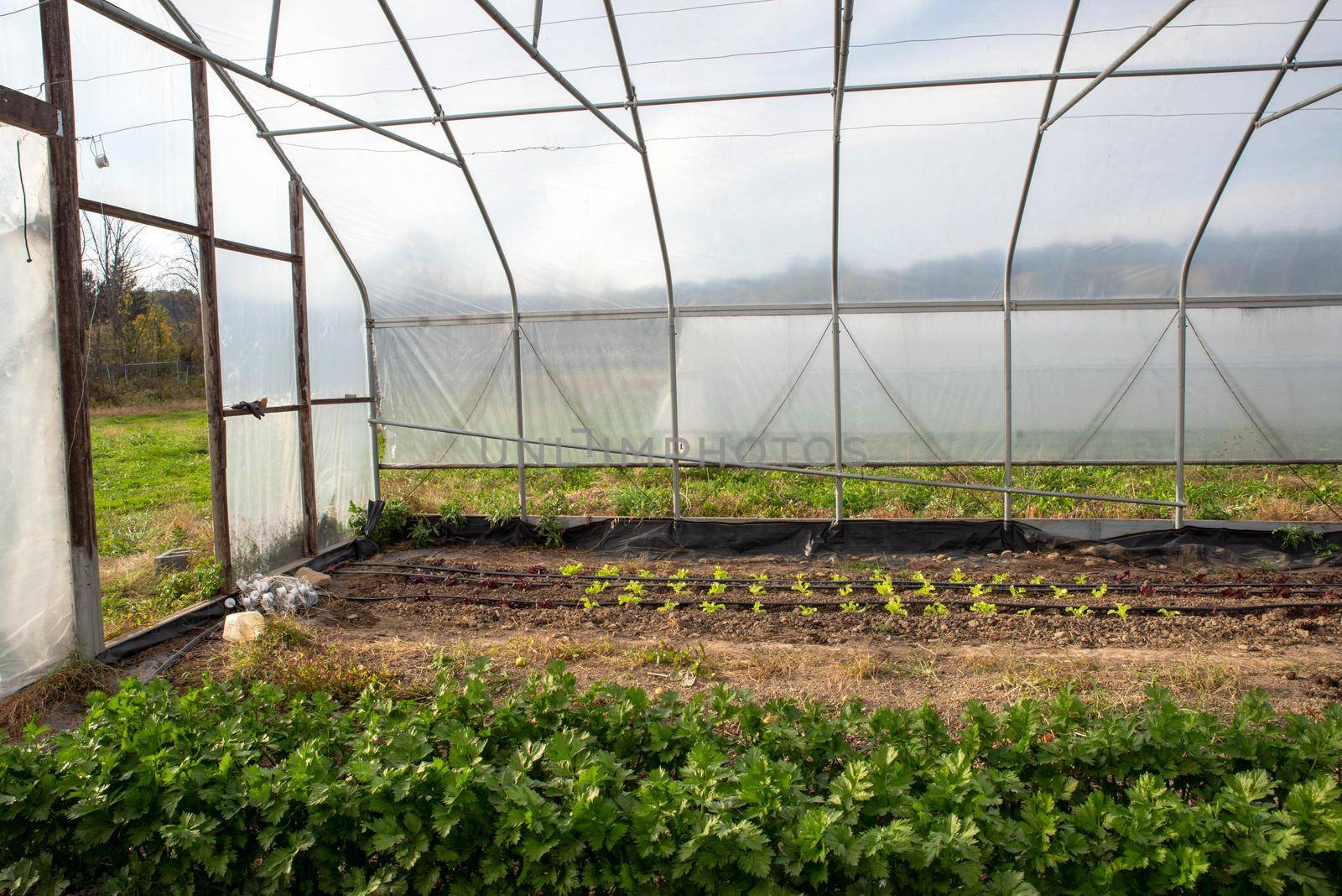 rows of leafy green celery and baby lettuces in an idyllic organic vegetable food greenhouse with tools and irrigation lines by the open door. No people, with copy space.