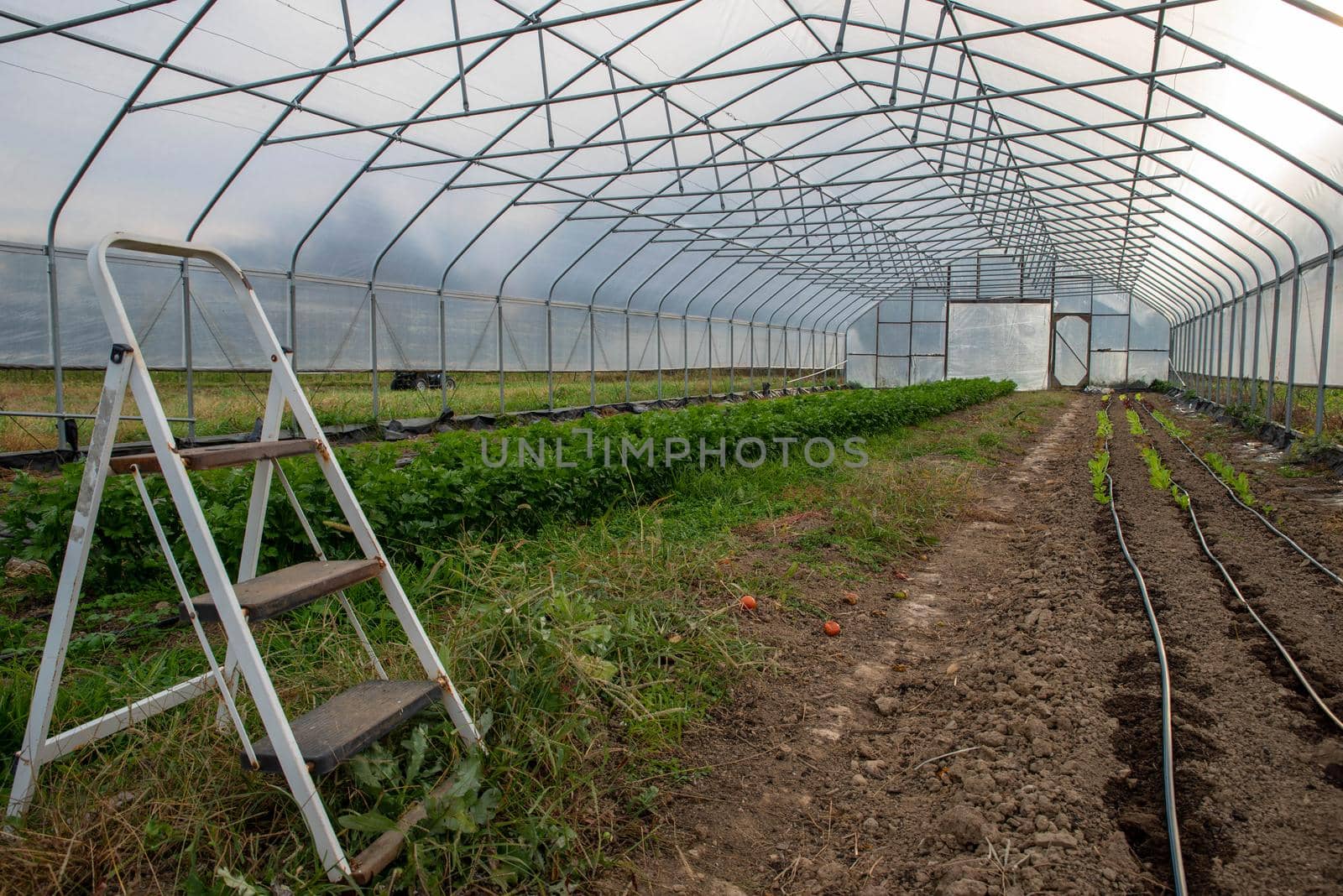 Organic food production with greenhouse interior and garden tools.. Step ladder and irrigation lines visible with seedlings and rows of vegetable plants.