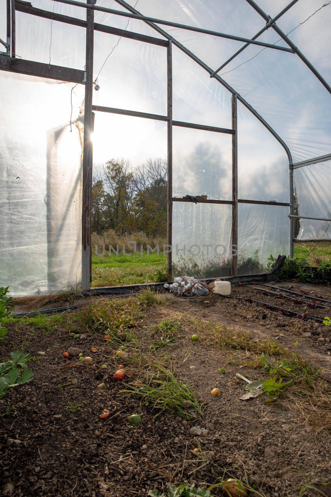 open greenhouse door with garden interior and trees outside. Tools are by the door and irrigation lines. No people with copy space.