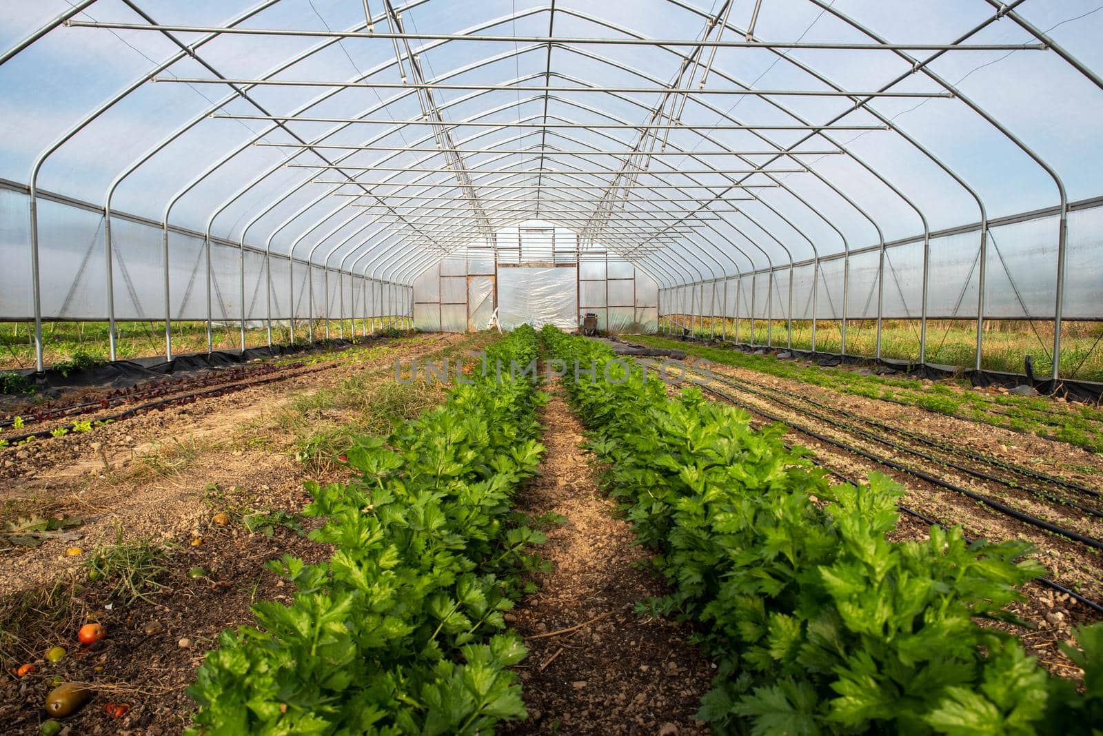 selective background focus with copy space in garden greenhouse interior image on an organic vegetable farm. Great color and texture.