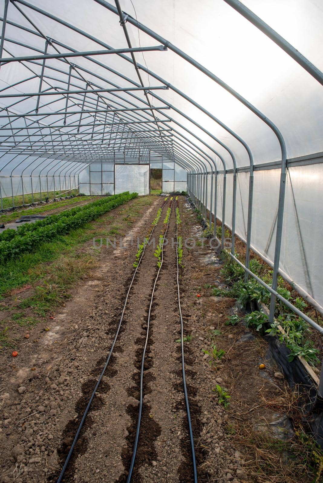 Irrigation lines and rows of vegetables in greenhouse with open door by marysalen
