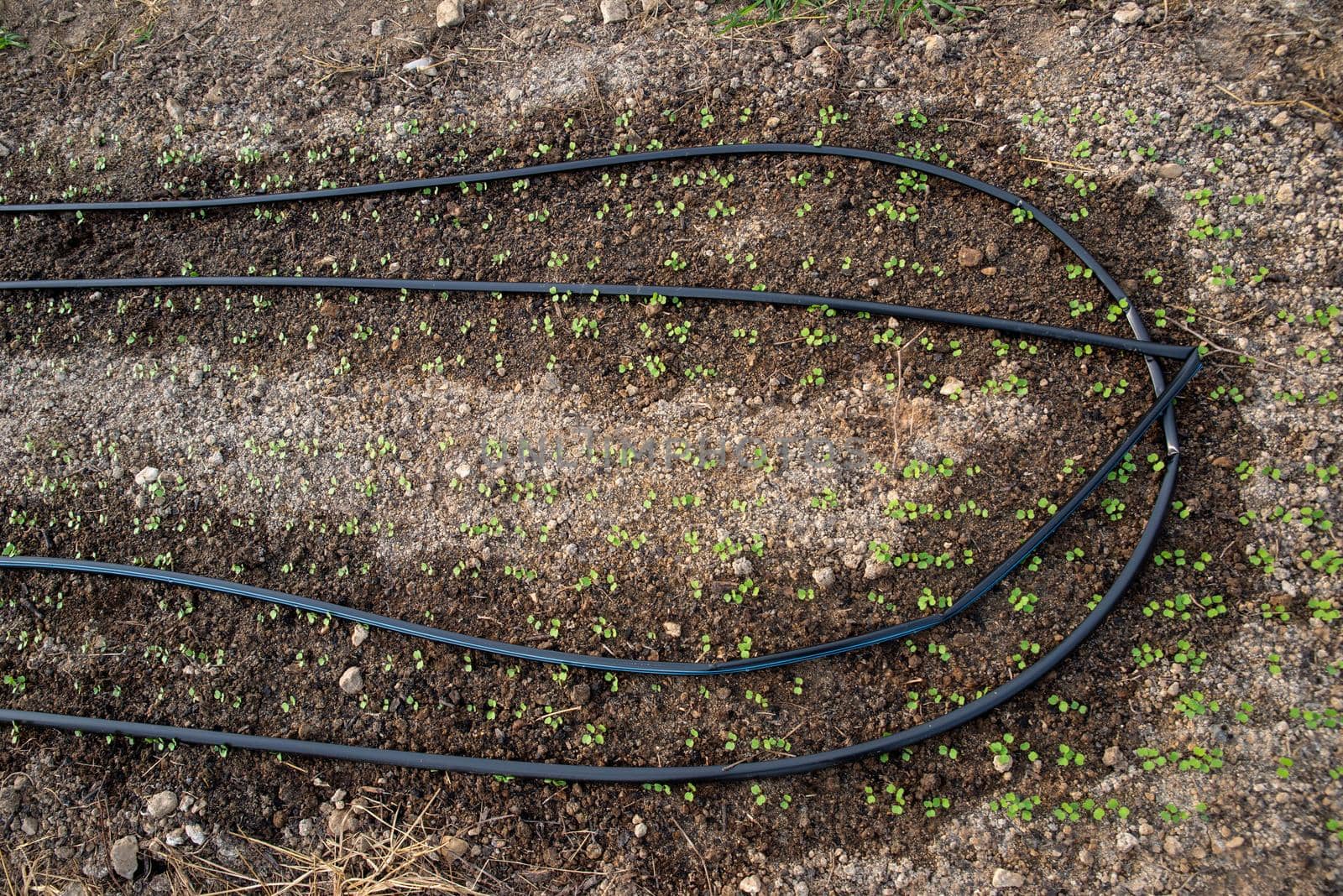 Seedlings srout in dark wet soil around curved irrigation lines in an organic vegetable garden background.