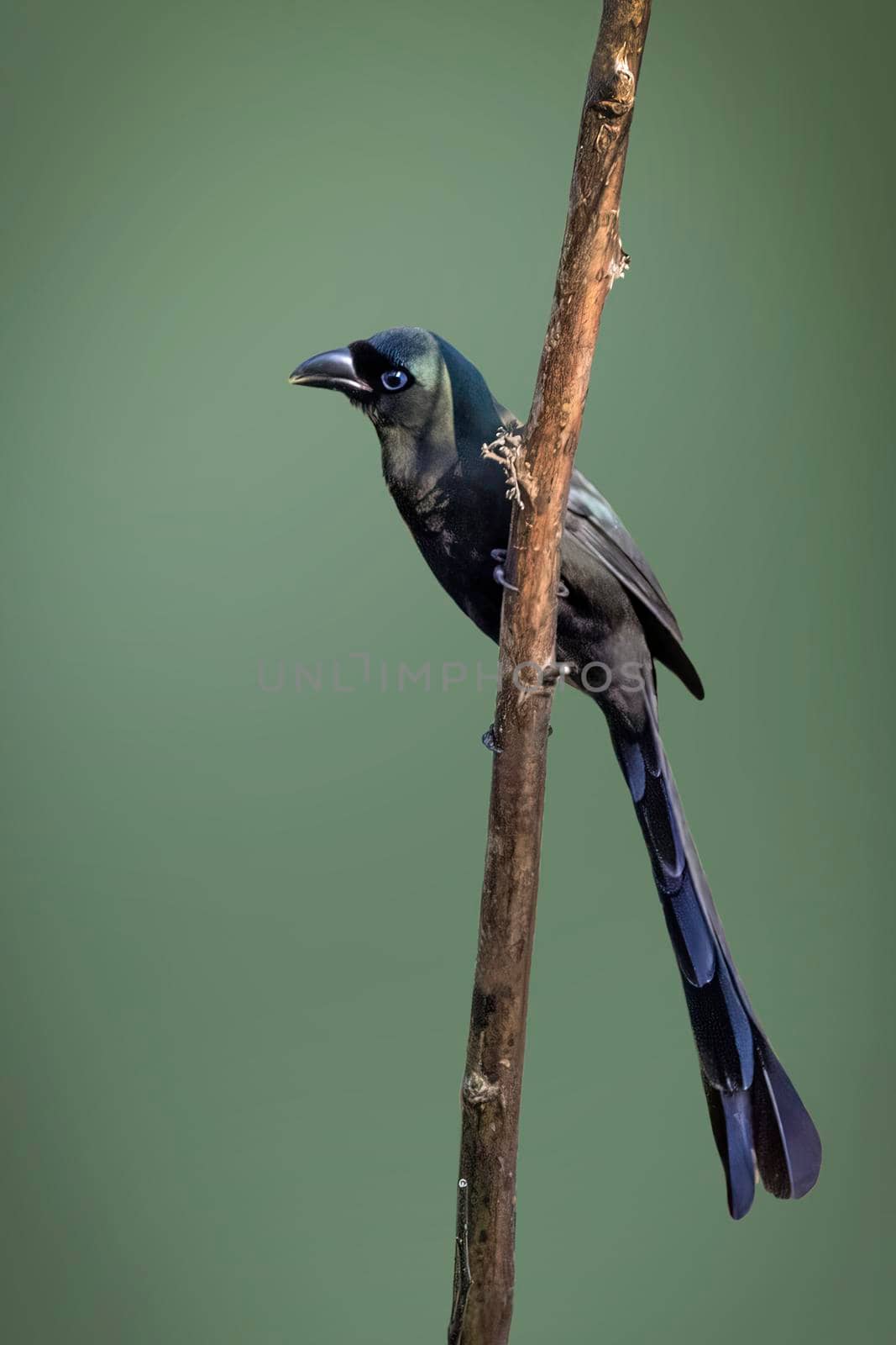 Image of Racquet-tailed Treepie (Crypsirina temia) perched on a branch on nature background. Bird. Animals.