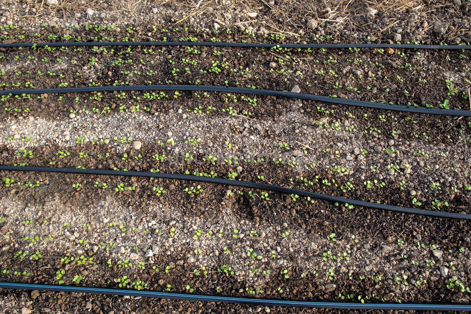 Tiny green seedlings sprout in the dark damp spoil around irrigation lines in vegetable garden.