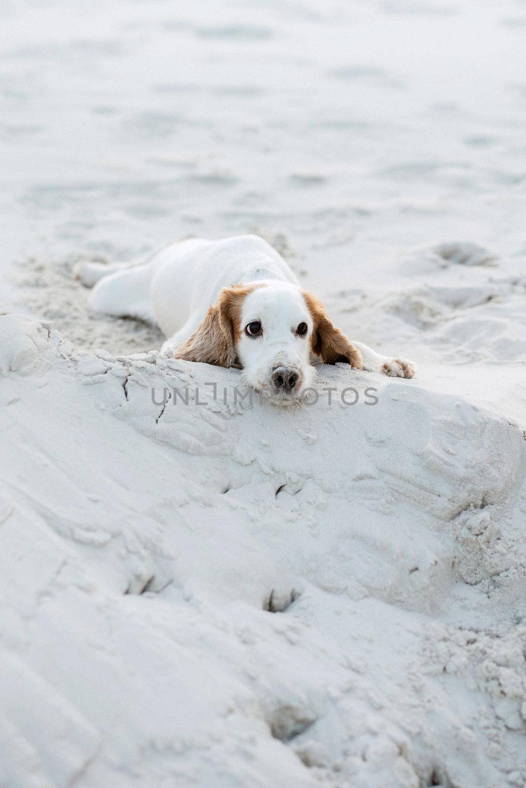 white cheerful young dog spaniel running on the sand