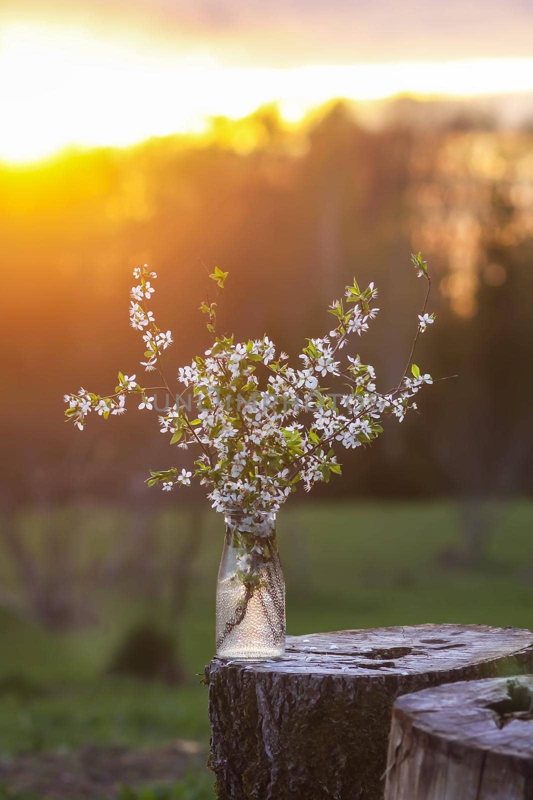 Spring cherry bouquet in a glass vase outdoors. by nightlyviolet