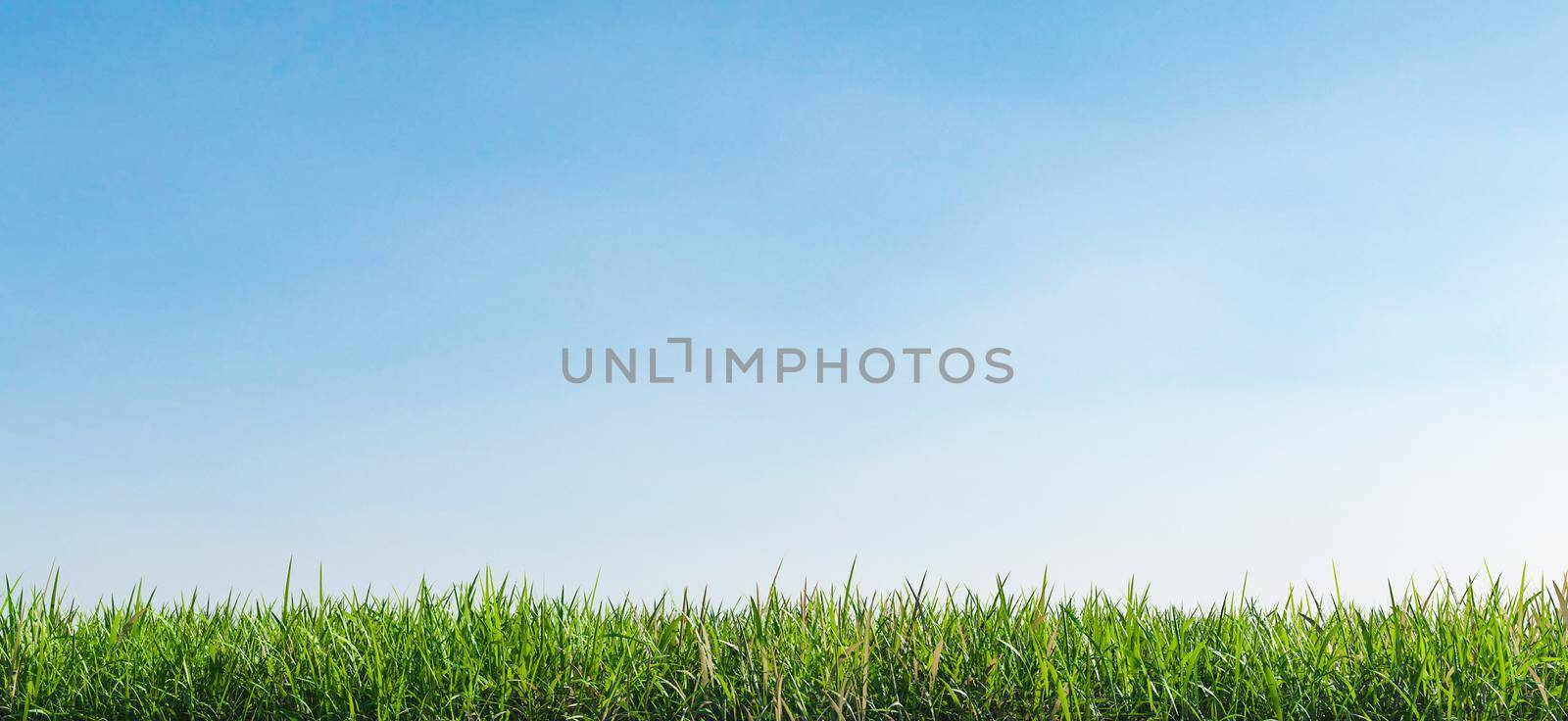 close-up of grass with clear sky background. 3d render