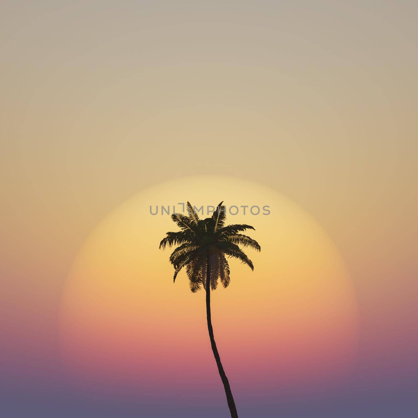 palm tree with warm sunset by asolano