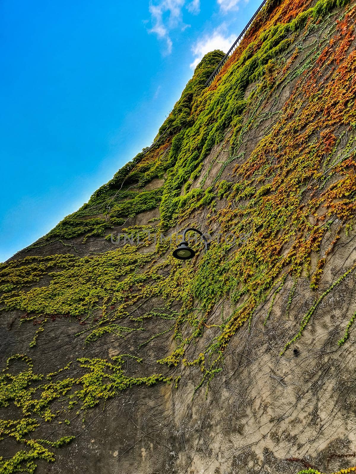 Upward view to wall with hanging outdoor black lamp with a lot of colorful ivy around