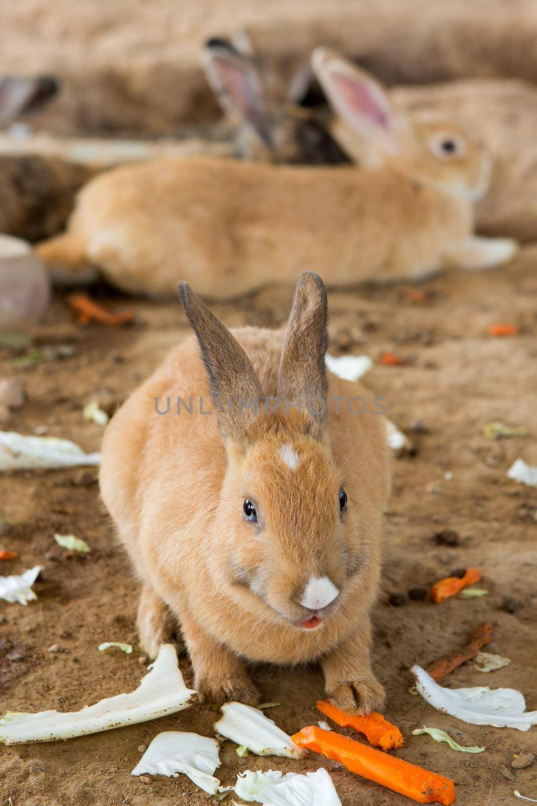 Rabbits in the cage