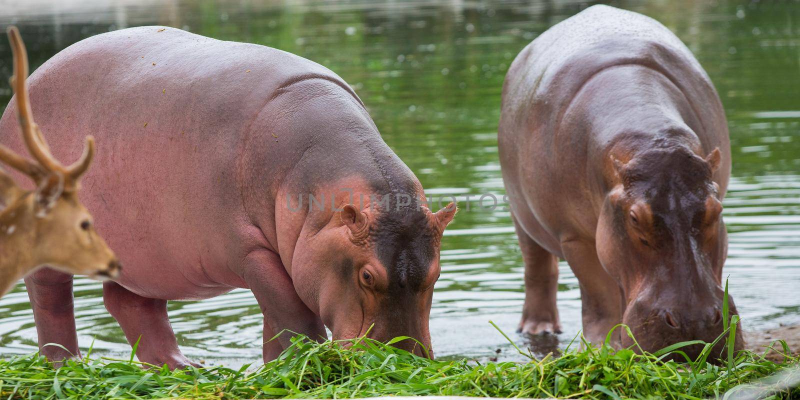 A walking hippopotamus eats in the zoo.