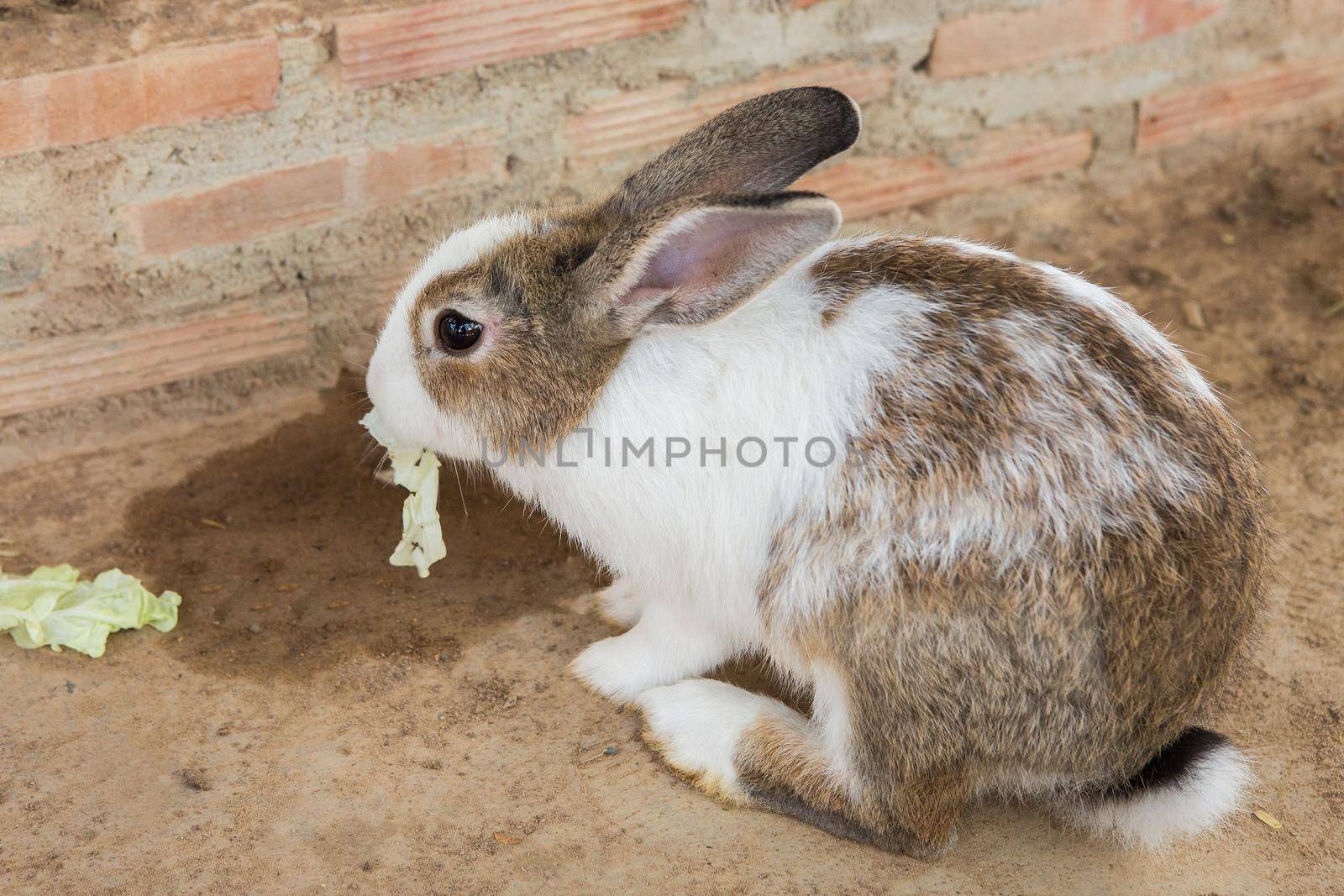 Rabbits in the cage