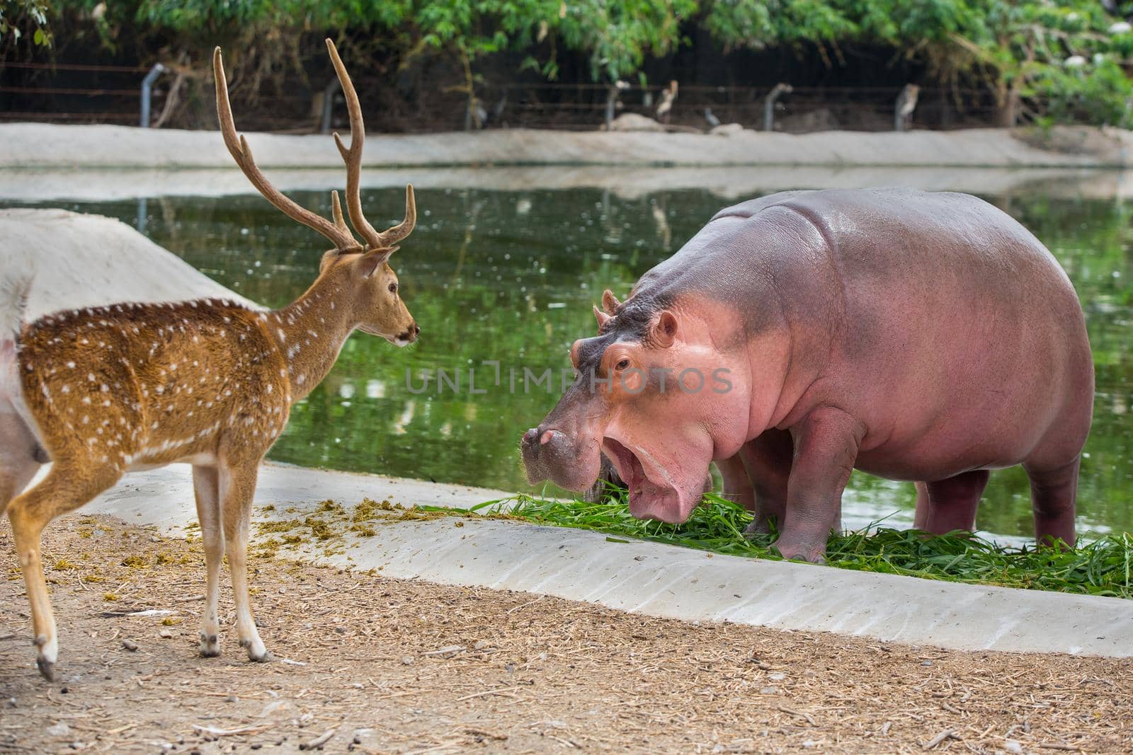 A walking hippopotamus eats in the zoo. by titipong
