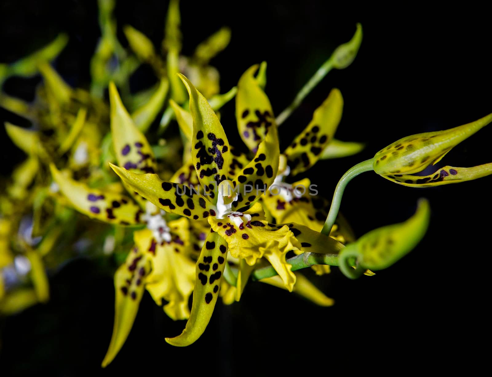 Yellow orchid isolated from the black background. by titipong