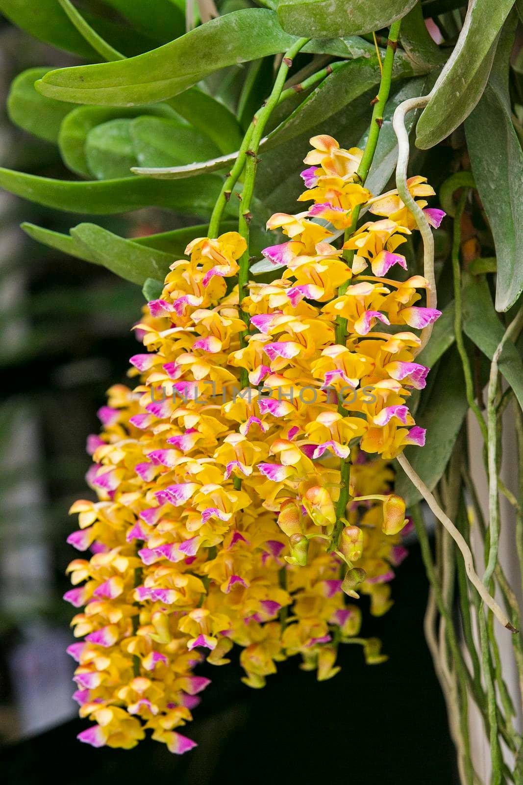 Orchid flowers with a variety of beautiful colors.