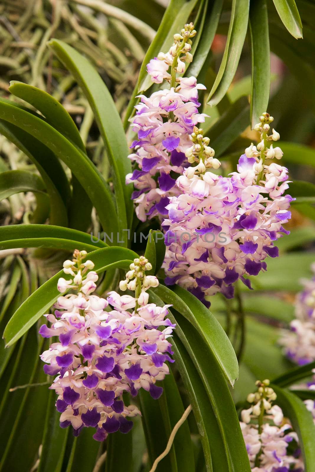 Orchid flowers with a variety of beautiful colors.