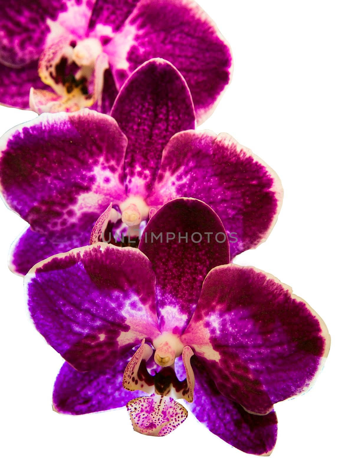 Orchid flowers with a variety of beautiful colors.