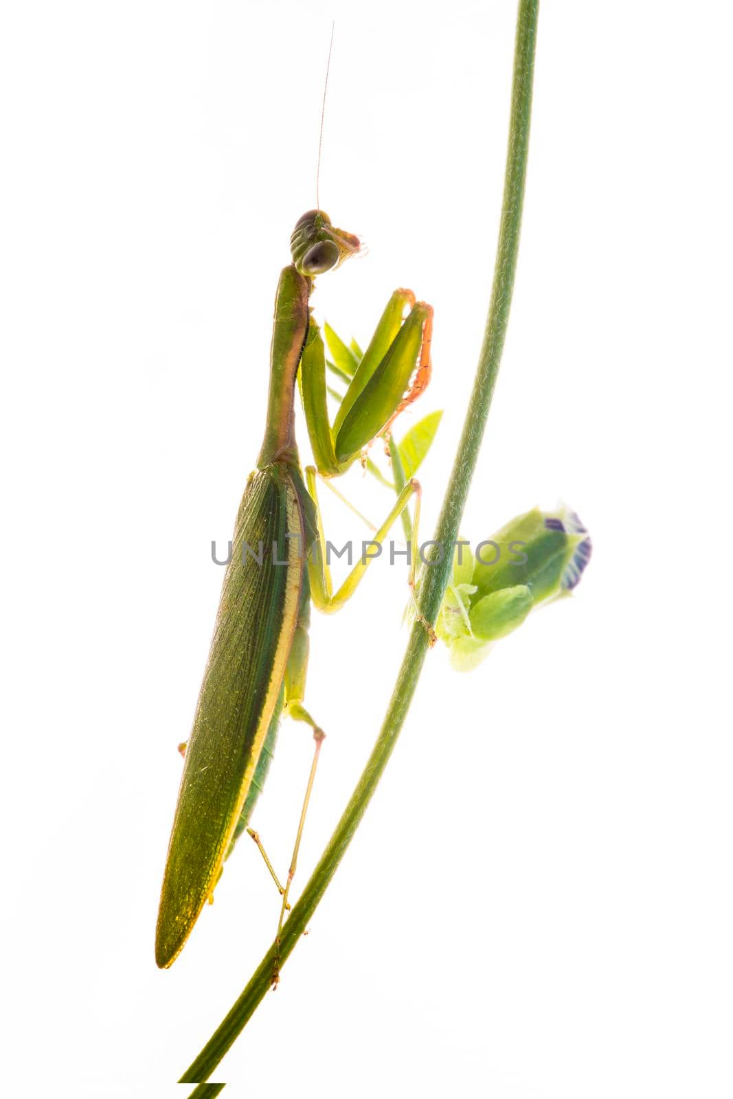 Praying Mantis. on white background