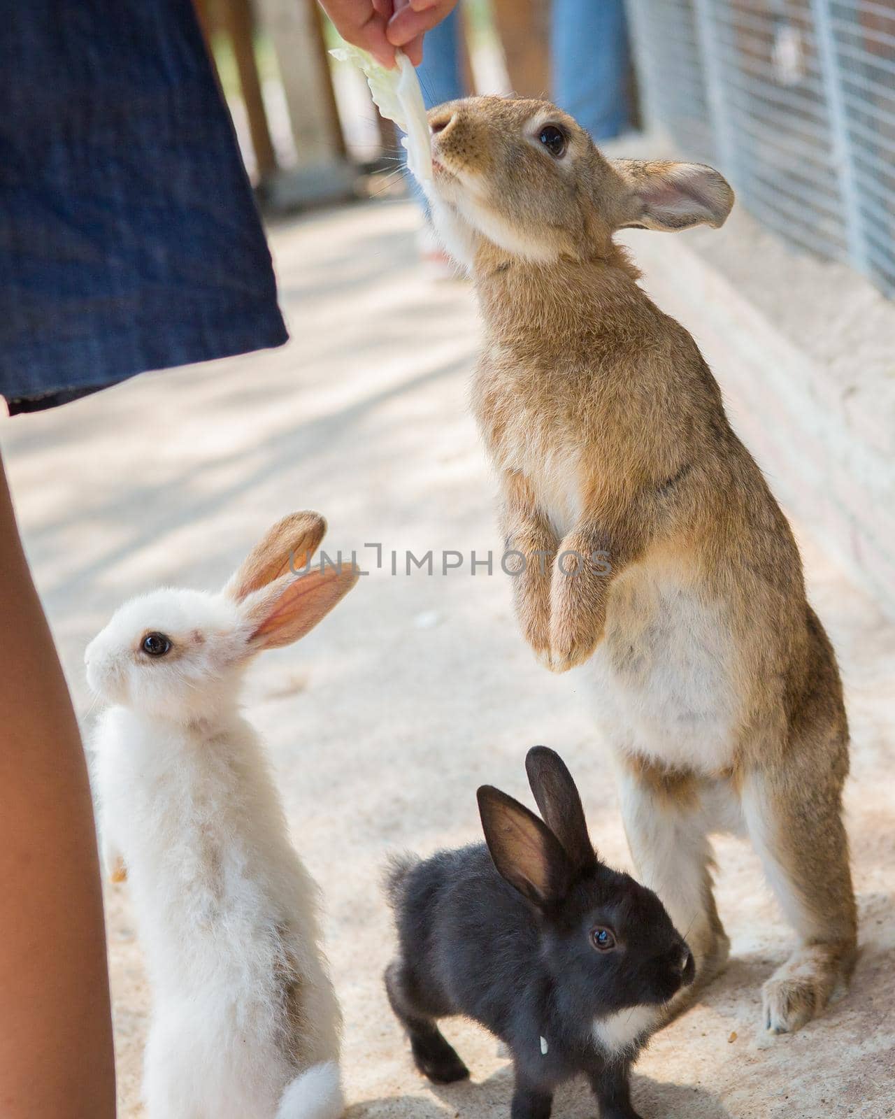 Rabbits in the zoo