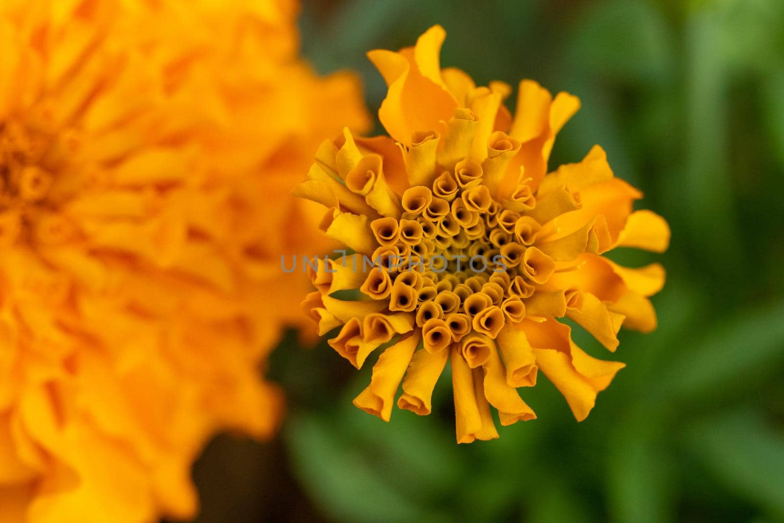 Bright Orange Chrysanthemums Blooming in the summer time . High quality photo